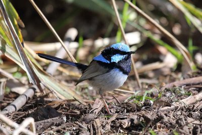 Superb Blue Wren (Malurus cyaneus)