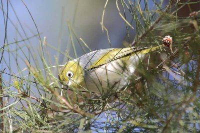 Silvereye (Zosterops lateralis)