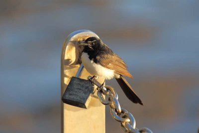 Willie Wagtail (Rhipidura leucophrys)