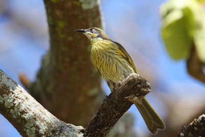 Varied Honeyeater (Lichenostomus versicolor)