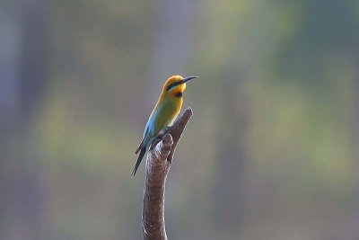 Bee-eaters (Meropidae)