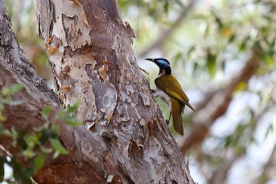 Blue-faced Honeyeater (Entomyzon cyanotis)