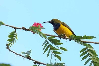 Olive-backed Sunbird (Nectarinia jugularis) -- male