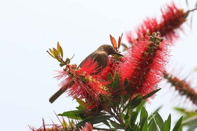 Dusky Honeyeater (Myzomela obscura)