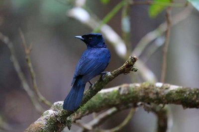 Shining Flycatcher (Myiagra alecto)