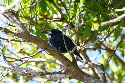 Black Butcherbird (Cracticus quoyi)