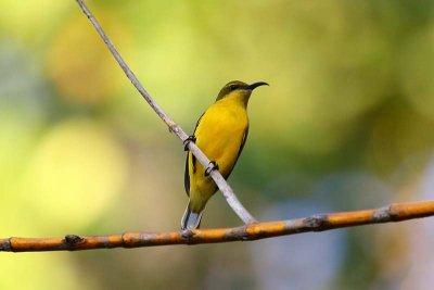 Olive-backed Sunbird (Nectarinia jugularis) -- female