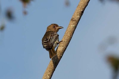 Figbird (Sphecotheres viridis) -- female