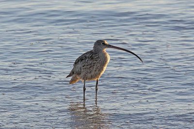 Eastern Curlew (Numenius madagascariensis)