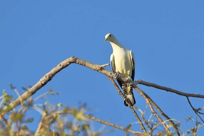 Torres Strait Pigeon (Ducula spilorrhoa)