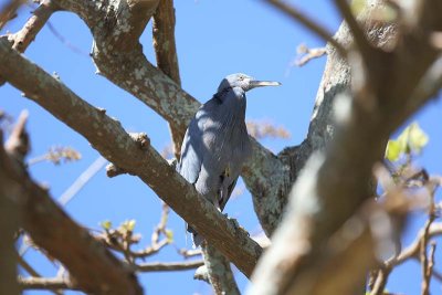 Eastern Reef Heron (Egretta sacra) -- dark phase