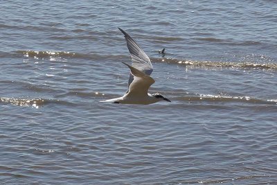 Gull-billed Tern (Gelochelidon nilotica)