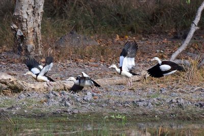 Radjah Shelduck (Tadorna radjah)