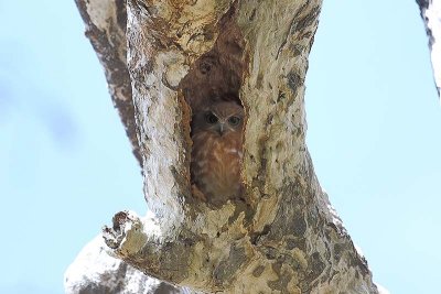 Boobook Owlet (Ninox novaeseelandiae) -- first glimpse of the outside world