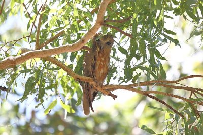Boobook Owl (Ninox novaeseelandiae)