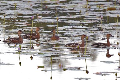Wandering Whistling Duck (Dendrocygna arcuata)