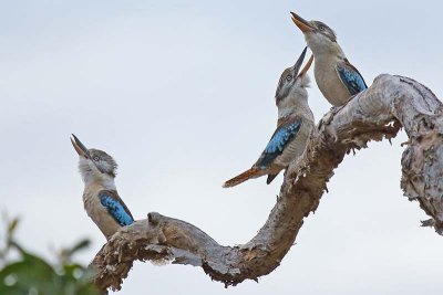 Blue-winged Kookaburras (Dacelo leachii)