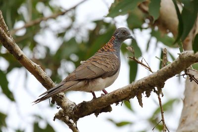 Bar-shouldered Dove (Geopelia humeralis)