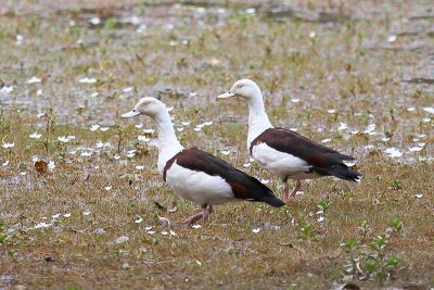 Radjah Shelduck (Tadorna radjah)