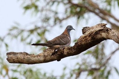 Bar-shouldered Dove (Geopelia humeralis)