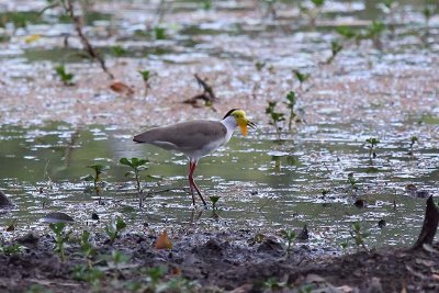 Masked Plover (Vanellus miles)