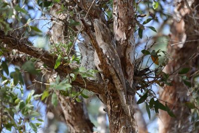 Papuan Frogmouth (Podargus papuensis)