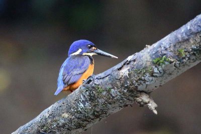 Azure Kingfisher (Ceyx azureus)