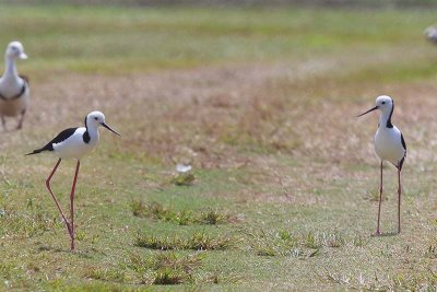 Pied Stilt (Himantopus leucocephalus)