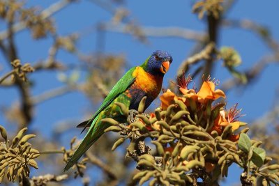 Rainbow Lorikeet (Trichoglossus haematodus)