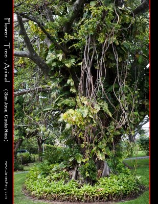 Flower Tree Animal