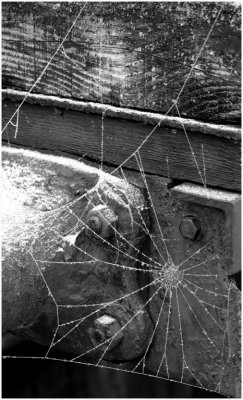 Frosty web