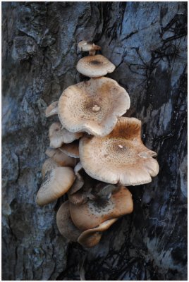 Tree fungus