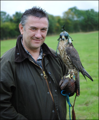 Peregrine Falcon