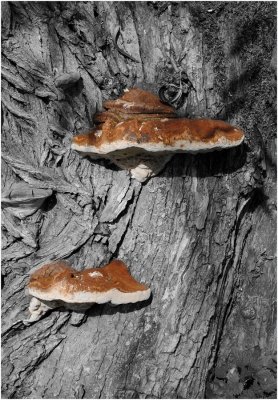 Bracket Fungus