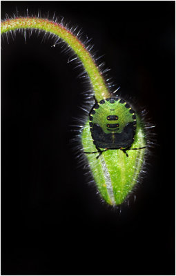 Shieldbug