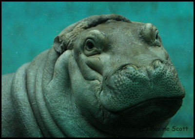 Baby Hippo