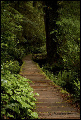  On the Forest Floor