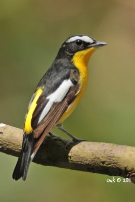 Ficedula zanthopygia - Yellow-rumped Flycatcher