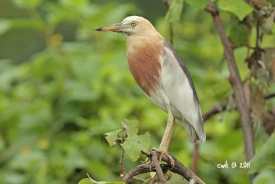 Ardeola speciosa - Javan Pond Heron
