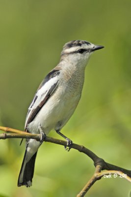 Lalage nigra striga - Pied Triller