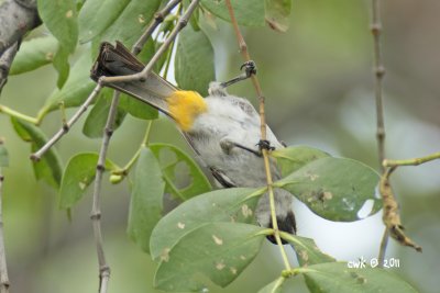 Pycnonotus aurigaster - Sooty-headed Bulbul