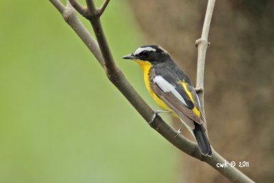 Ficedula zanthopygia - Yellow-rumped Flycatcher