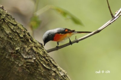 Pericrocotus cinnamomeus - Small Minivet