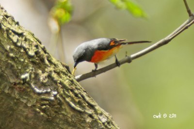 Pericrocotus cinnamomeus - Small Minivet