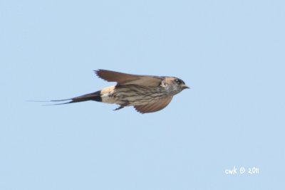 Hirundo striolata - Striated Swallow