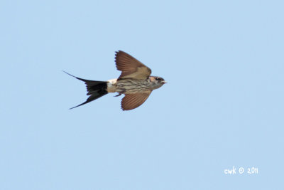 IMG_6898.jpg
