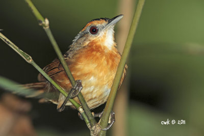 Pellorneum capistratum nigrocapitatum - Black-capped Babbler