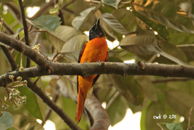 Pericrocotus flammeus xanthogaster - Scarlet Minivet
