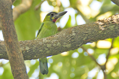 Megalaima javensis - Black-banded Barbet