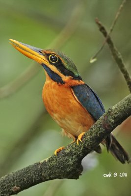 Actenoides concretus - Rufous-collared Kingfisher